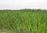 Dans l’ouest des Yvelines, des agriculteurs vont produire du chanvre dès cette année.