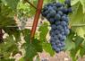 raisin noir