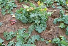 La méthode par pesée permet d’estimer la biomasse du colza avant l’hiver.