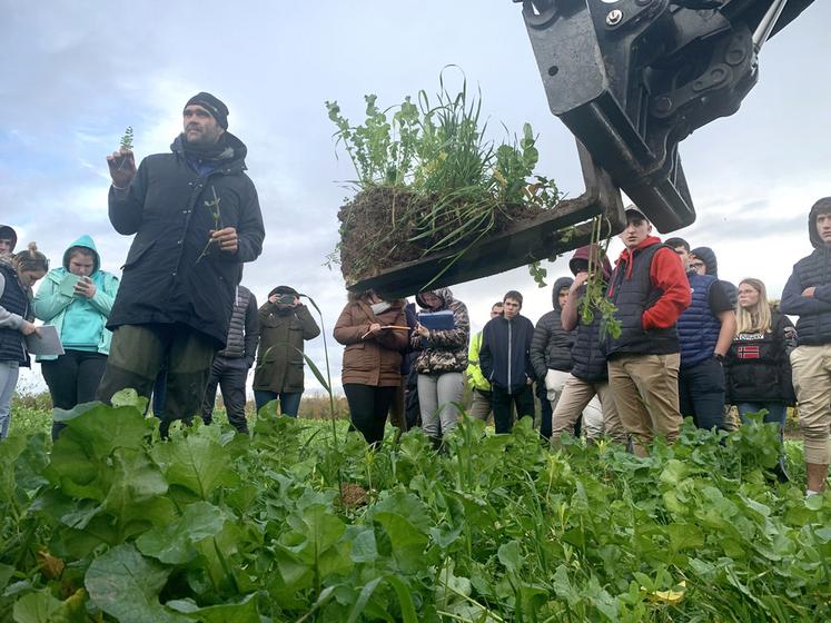 Grâce aux couverts, David Boucher espère pouvoir faire l’impasse sur le labour avant la plantation des pommes de terre au printemps.