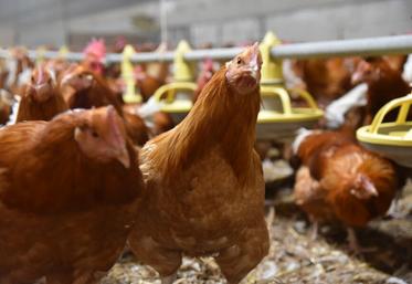 Depuis décembre, aucune contamination n'a été constatée dans les élevages loirétains.